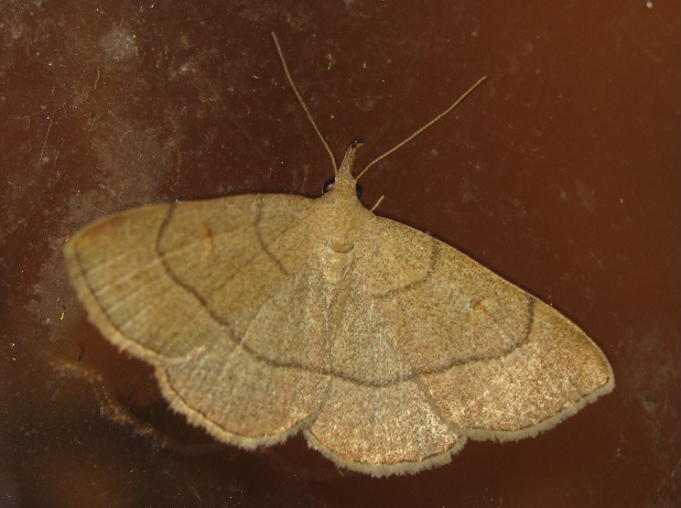 Paracolax tristalis (Erebidae)